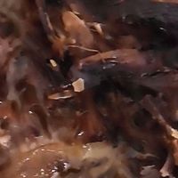 冬日暖身必备——姜母鸭，一口暖到心窝里