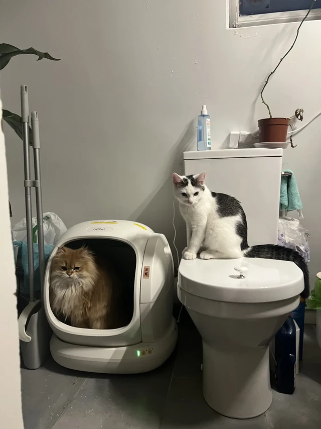 巴黎闲置 自动猫砂盆