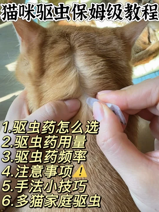 猫咪驱虫保姆级教程‼️新手养猫必看👀