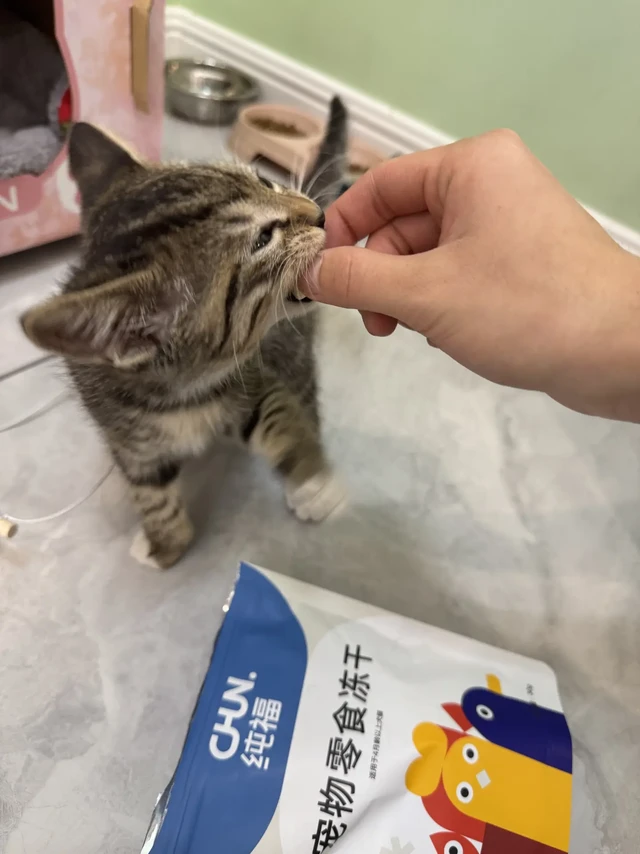 纯福的冻干简直太懂小猫啦!!