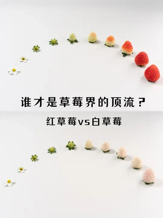 白草莓vs红草莓｜谁才是草莓界的顶流？