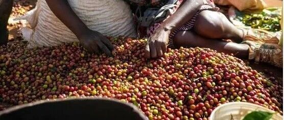 非洲咖啡产地之肯尼亚：酸到灵魂出窍，香到非洲大象都想开咖啡馆