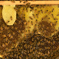 大山养蜂是可持续利用还是固守传统？892+用户观点深度PK