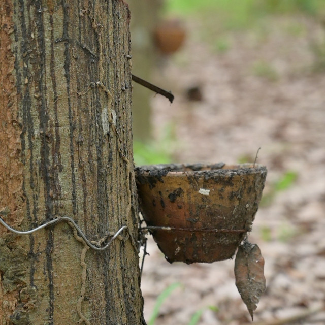 溯源“液体黄金”：为何正宗的泰国乳胶枕是优质睡眠之选？