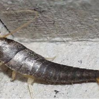 高温除虫 vs 化学药剂？我们汇总了68位用户真实体验，答案在这