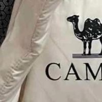 骆驼：性价比与颜值的均衡之选