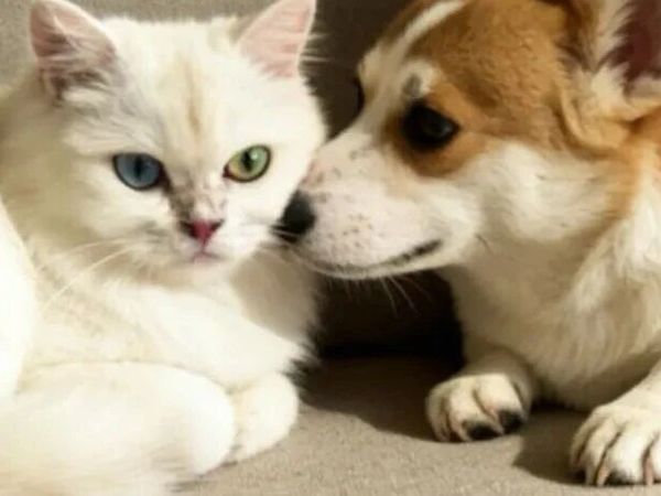 狗双全家庭的喂养指南：四款粮，让挑剔的毛孩都满意！