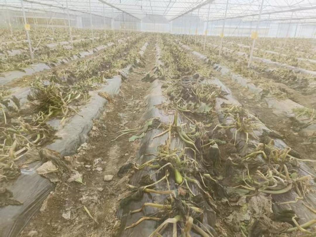 番茄炒蛋快吃不起了?多地西红柿价格翻番,背后原因不止一个
