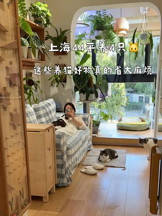 思路打开，这些养猫好物真的帮我省了大麻烦！