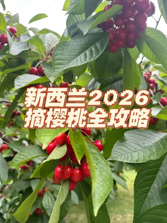 2026新西兰水果小镇樱桃采摘日🍒