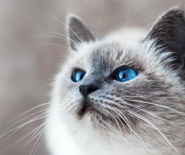 新手必看！烘焙猫粮什么品牌的好？实测2025年十大放心猫粮品牌