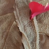 雪季限定美食与地域文化