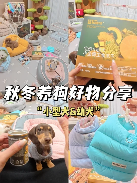 秋冬养宠好物分享vlog精简版