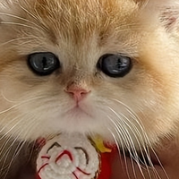 2025幼猫猫粮选购指南，优质猫粮品牌推荐，喂好猫不花冤枉钱