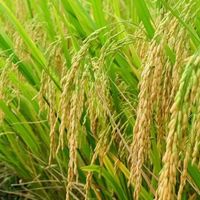 全球只有亚洲人喜欢吃大米？美国人为什么只种不吃？