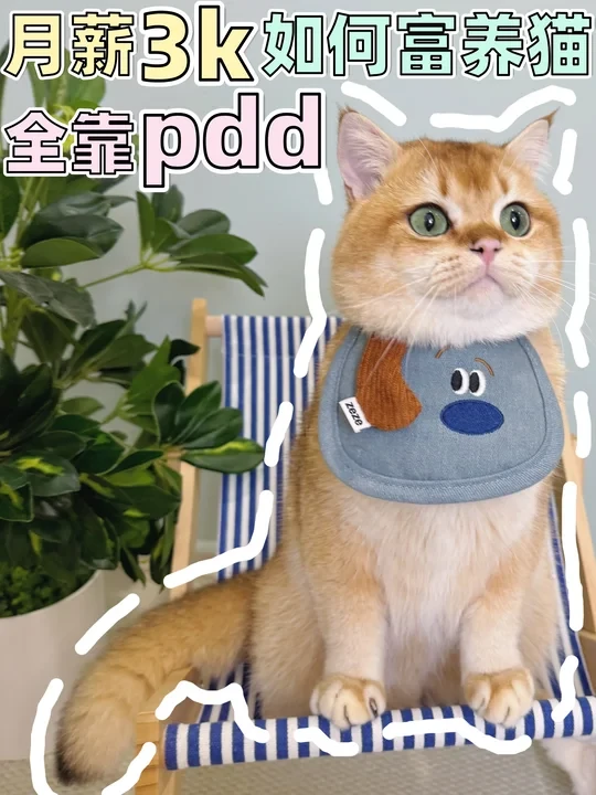 月薪3k如何富养猫⁉️全靠pdd‼️