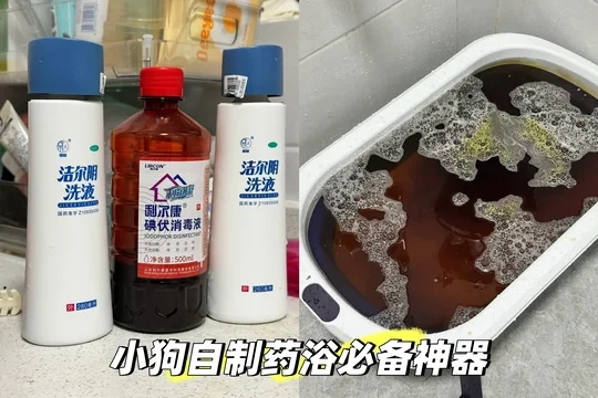 换季狗狗自制药浴配方✨和皮肤病say no❌