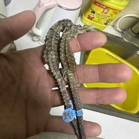 中秋送长辈不踩雷！林氏珍宝堂三斑海马礼盒，体面又走心的养生礼