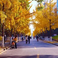 落叶街道 vs 圣诞集市？我们汇总了上百位用户真实体验，答案在这