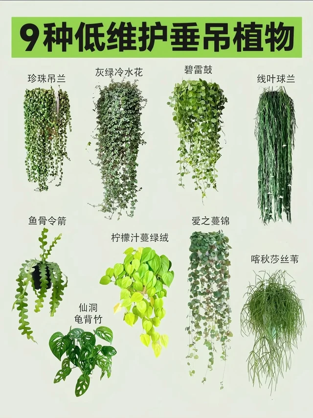 这 9 种垂吊植物，挂着养就美成瀑布🌿