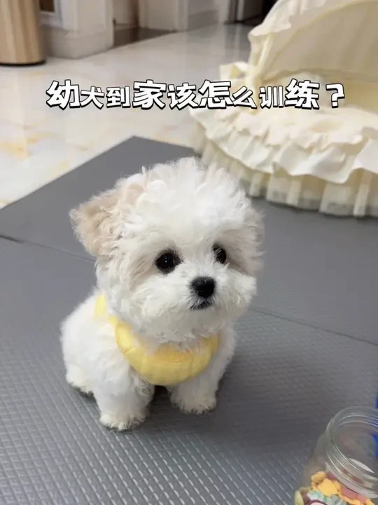 幼犬到家多大开始训练，训练第一步该训练什么#养狗经验分享  #幼犬#狗狗零食推荐#幼犬到家 #狗狗
