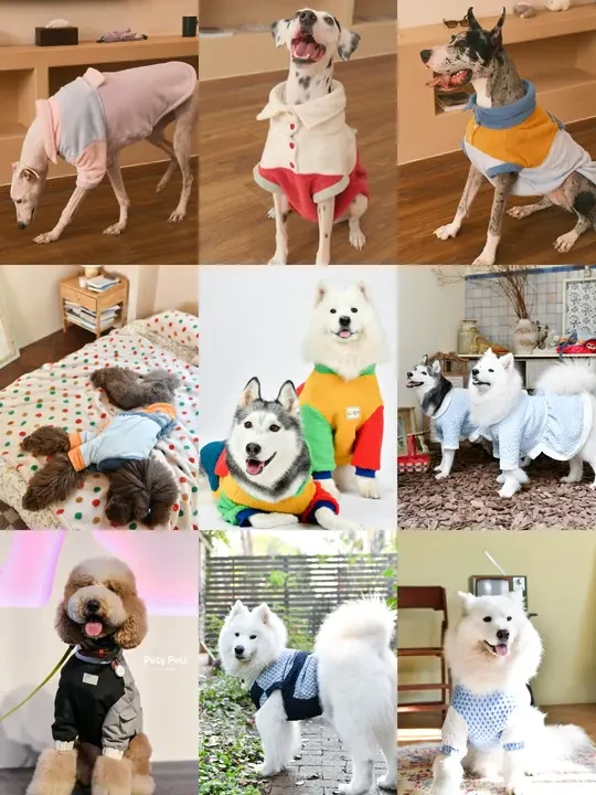 秋冬中大型犬穿搭合辑❄️