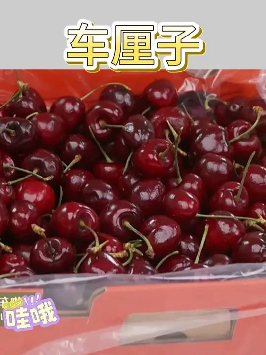智利车厘子桑提娜J樱桃新鲜水果 #新鲜应季水果 #水果 #吃货必备 #好吃推荐 #新鲜水果