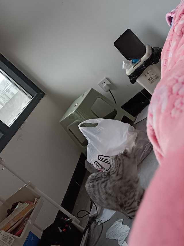 45914【心灵丑】高柱喜欢蛋类零食就这么放在零食袋里，此猫自从在高柱零食袋里找到了鹌鹑蛋鸡蛋就天天翻零食袋每个蛋都会被咬一口，来了兴致还会玩起来，前天高柱被报废了七八个蛋，吃了4个吃不下了，今天又被