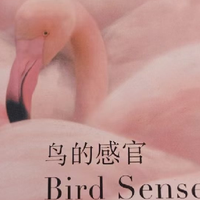 1/10 秒交配 100 次？《鸟的感官》带你了解鸟的世界有多奇妙