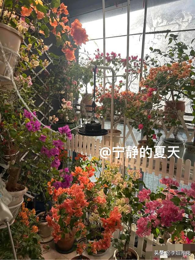 浙江一花友晒＂满阳台各色各样的三角梅＂网友羡慕：四季都是春天