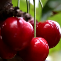 盒马车厘子是批次翻车还是标准混乱？300+用户真实反馈大起底