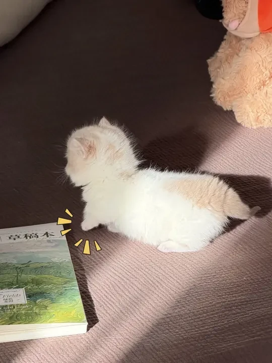 猫：腿不就在这里吗？看不到咩？