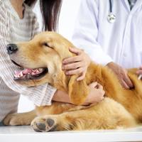 宠物保险是“养宠必备”还是“智商税”？1800+用户真实观点大PK