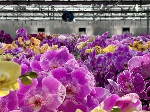 南京江宁冬日买花指南｜左手暖阳 右手鲜花 这4个地方太好逛