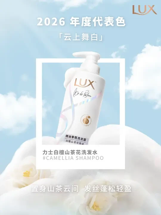 「云上舞白」是白檀山茶花的白