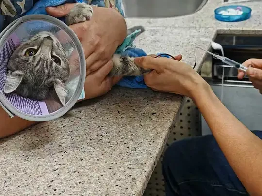 广东温度骤降猫咪肠胃炎