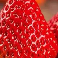 大凉山露天草莓：自然风味与新鲜直达