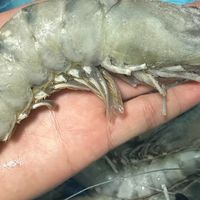 国联超大黑虎虾：火锅食材升级