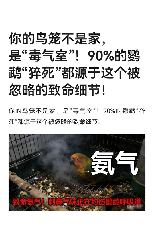 你的鸟笼不是家，是“毒气室”！90%的鹦鹉