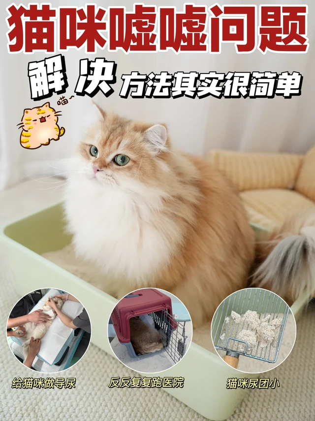 猫咪嘘嘘问题反复？守护泌尿健康全靠它