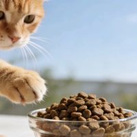 预算党必看！2025年5款高口碑国产性价比猫粮，吃好不花冤枉钱