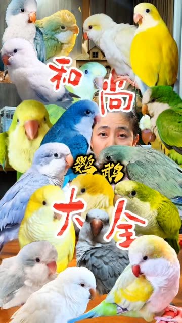和尚鹦鹉品种大全 #手养鹦鹉 #和尚鹦鹉 #鹦鹉品种大全