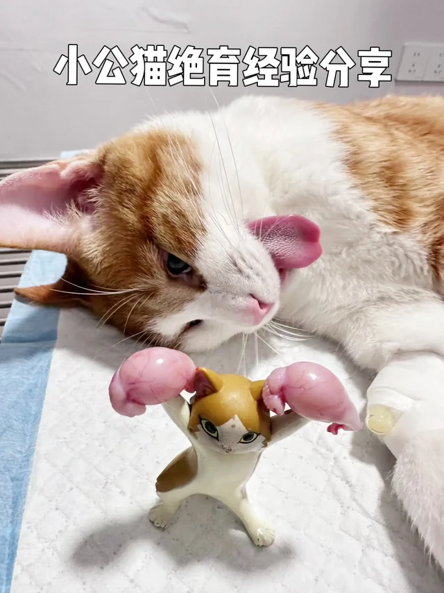 公猫绝育经验分享 一站式攻略
