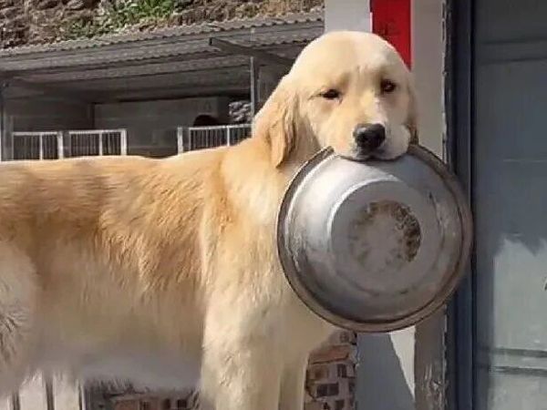 小型犬狗粮什么牌子好一点的？2026小型犬优质狗粮推荐榜单！