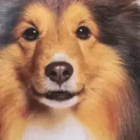 聊聊那款让我家边牧告别剩饭、毛发闪亮起来的三拼犬粮