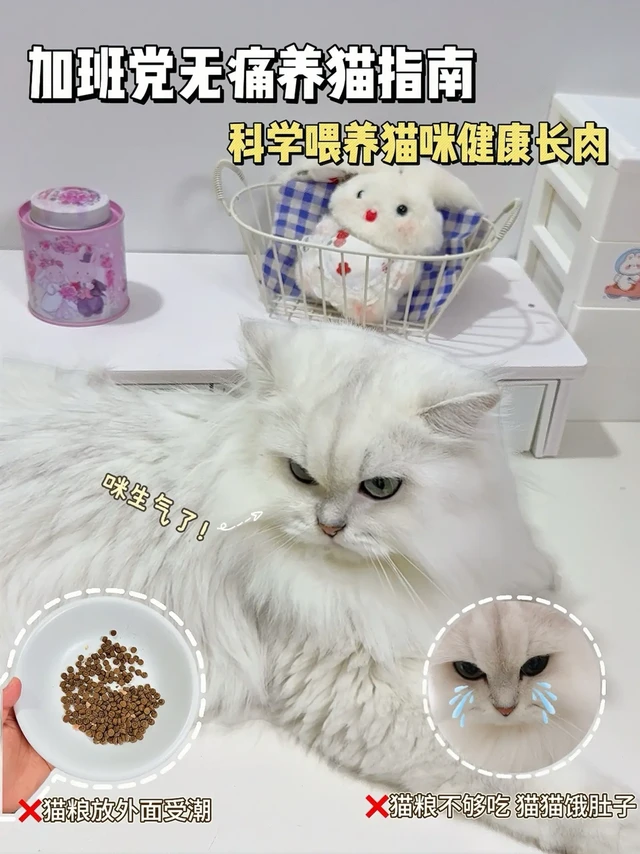猫咪不挨饿  粮碗不返潮｜可视喂食器太香了
