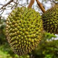 国产榴莲天价之谜：高成本背后，是种不出的困局，还是未来吃不起