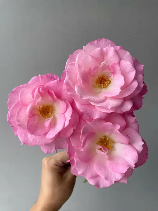 元春🌹（亚欧园艺）