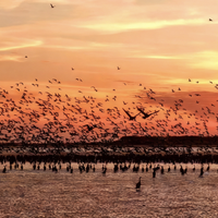 盐城是“东方肯尼亚”还是生态噱头？1200+用户观点大碰撞
