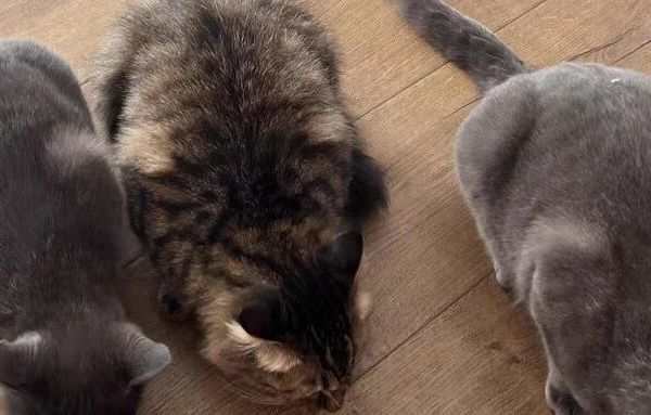 2025年十大放心猫粮品牌排行榜真实测评